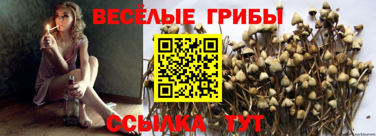 Клинцы  купить закладку  Вход с VPN  Псилоцибиновые грибы GOLDEN TEACHER  Галлюциногенные грибы мухоморы 
